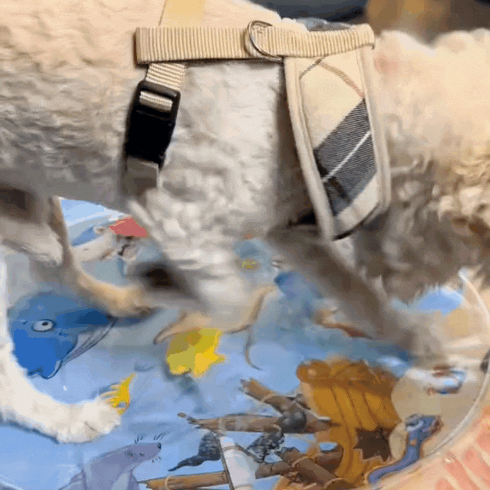 WePet Splash - מזרן מים אינטראקטיבי לחיות מחמד