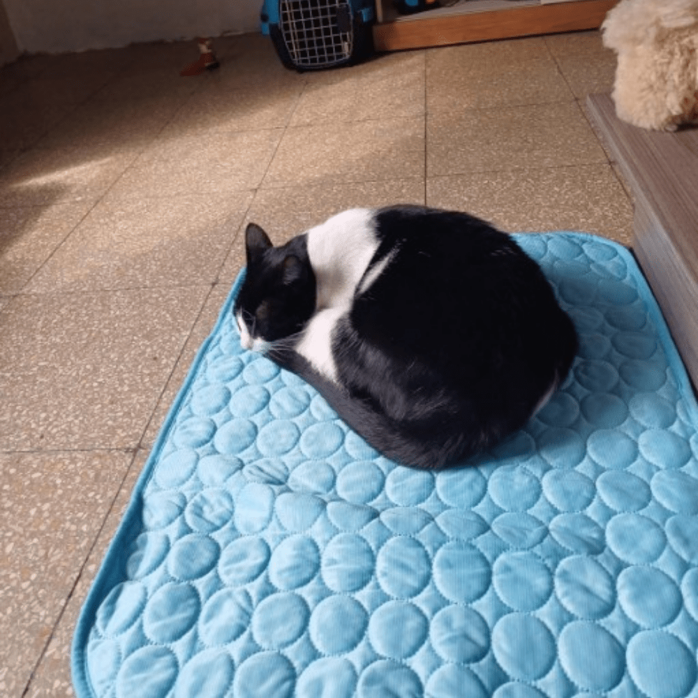 WeChill - מזרן קירור לחתול ולכלב