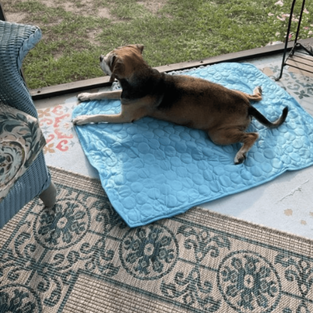 WeChill - מזרן קירור לחתול ולכלב