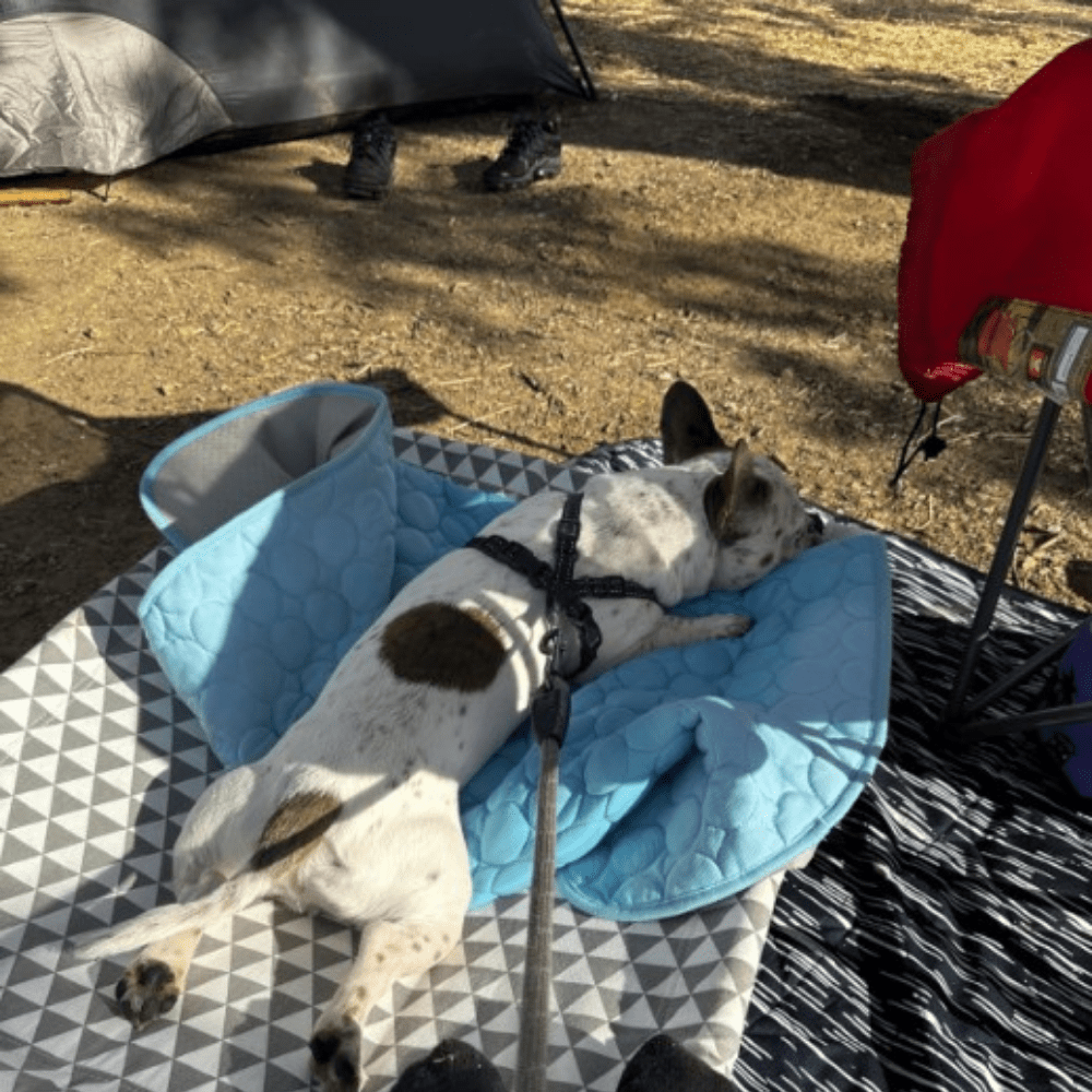 WeChill - מזרן קירור לחתול ולכלב