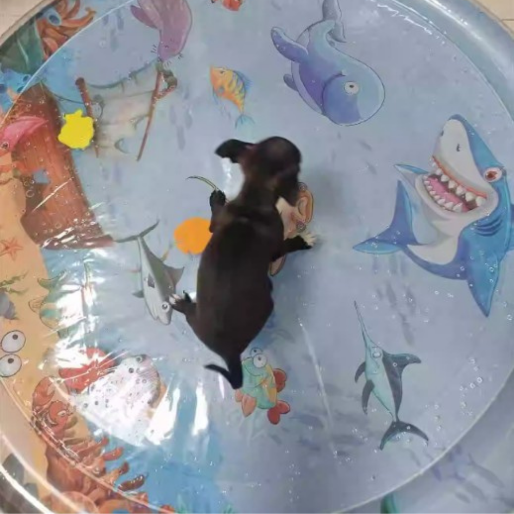 WePet Splash - מזרן מים אינטראקטיבי לחיות מחמד